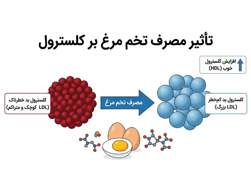 تخم مرغ و کلسترول خون