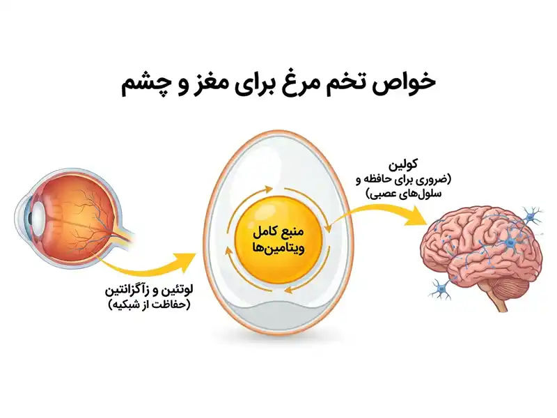 فواید تخم مرغ برای بدن