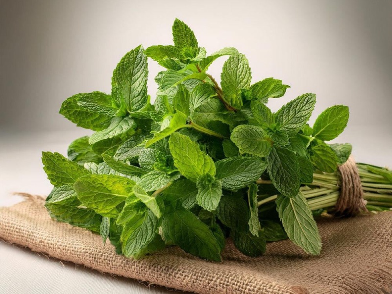 نعنا برای نوزادانی که رفلاکس معده دارند